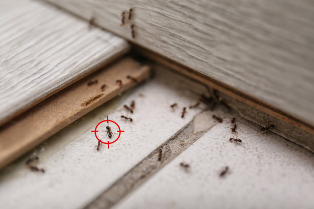  Chain Lake, WA Pest Control Pros