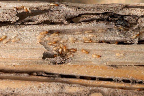 Best Affordable Pest Control Services  in Chain Lake, WA