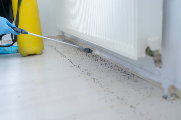 Best Bed Bug Extermination  in Chain Lake, WA